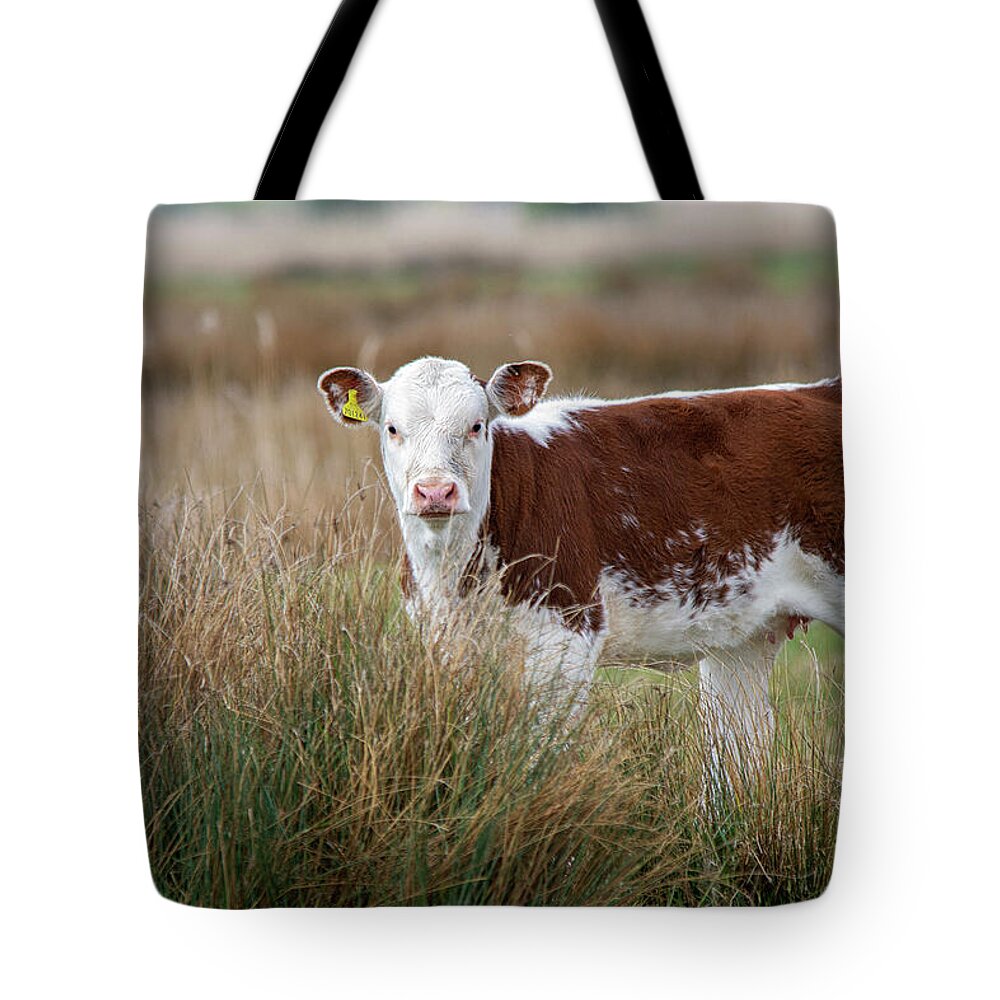 Cow Tote Bag featuring the photograph Cow in the grass by Gareth Parkes