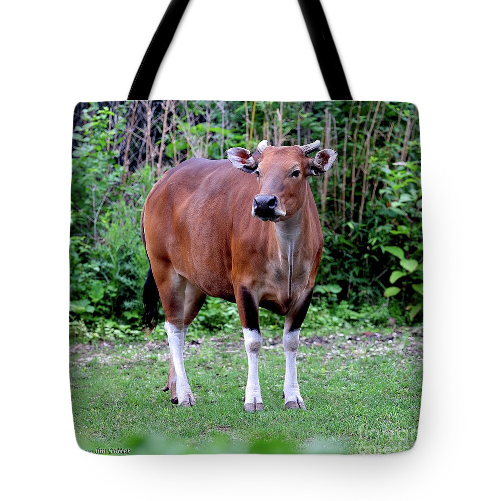 TROW Large Park Tote Bag in Cow Leather & Canvas