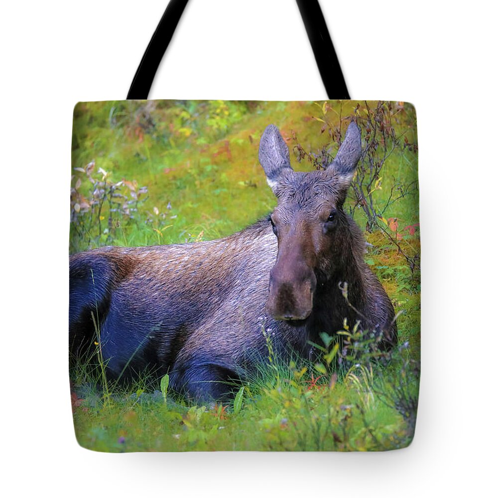 Cow Moose In Field Tote Bag featuring the photograph Cow Moose In Field by Dan Sproul