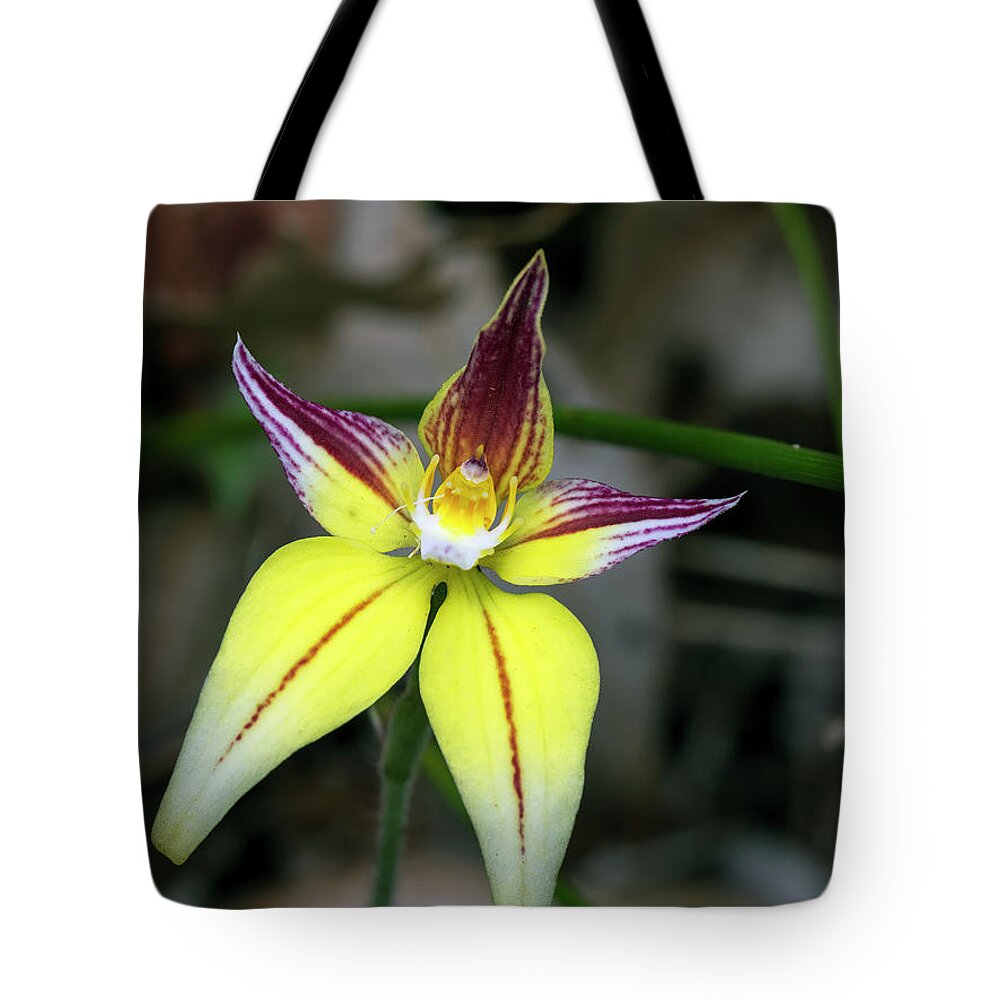 Cowslip Tote Bag featuring the photograph Cowslip Orchid - caladenia flava by Elaine Teague