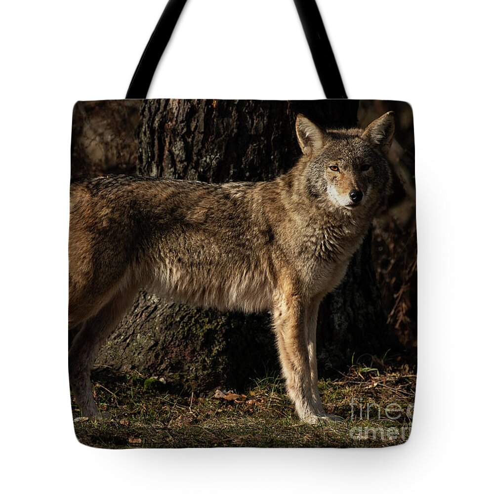 Photography Tote Bag featuring the photograph Coyote on the edge of the woods by JT Lewis