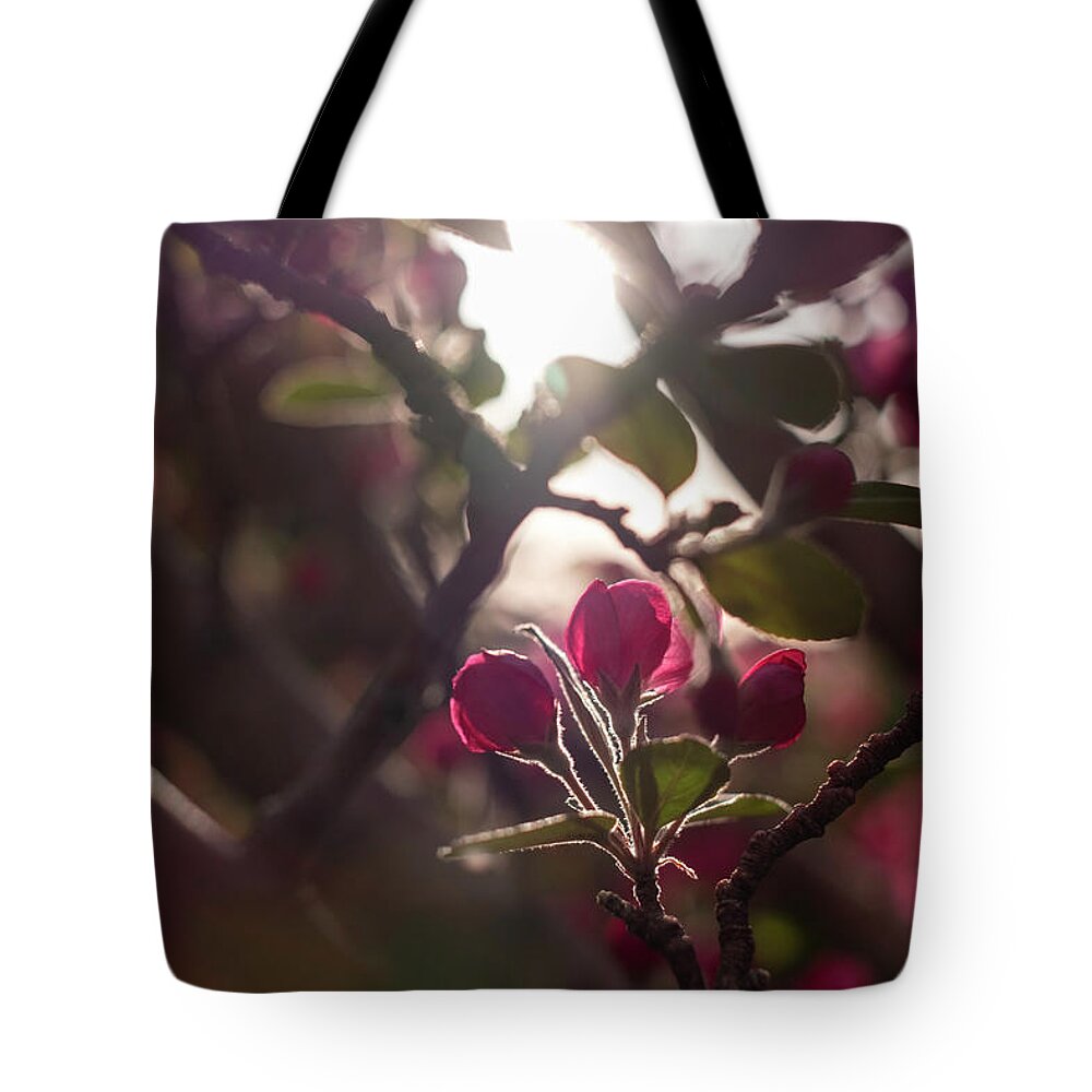 Spring Tote Bag featuring the photograph Crabapple Buds Searching for Sun by Mary Lee Dereske