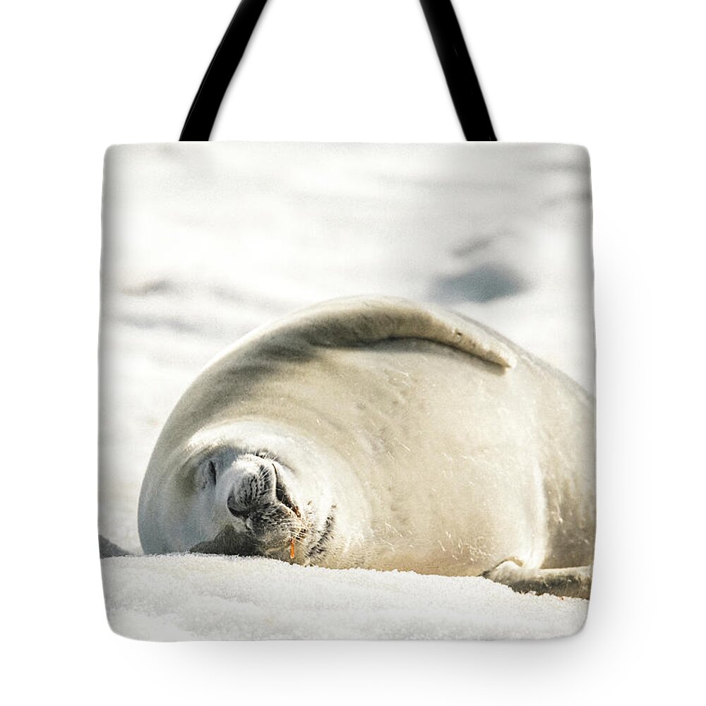 04feb20 Tote Bag featuring the photograph Crabeater Seal Frozen Drool Pile Raw Color by Jeff at JSJ Photography