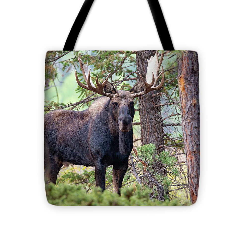 Moose Tote Bag featuring the photograph Creatures of the Forest 2 by Darlene Bushue
