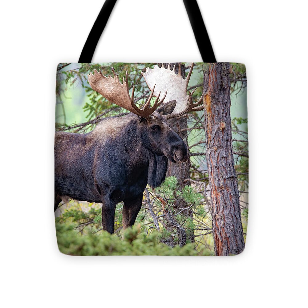 Moose Tote Bag featuring the photograph Creatures of the Forest by Darlene Bushue