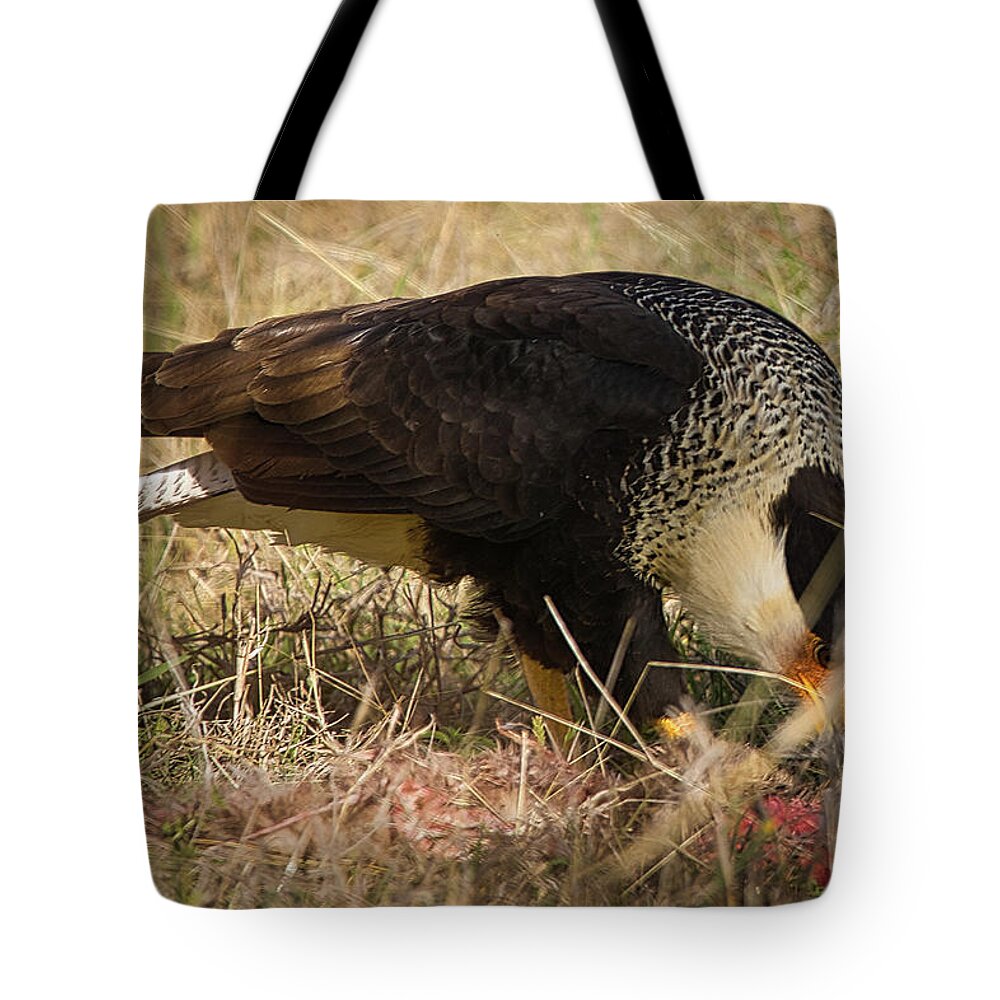 Hawk Tote Bag featuring the photograph Crested Caracara With Prey by Rene Vasquez