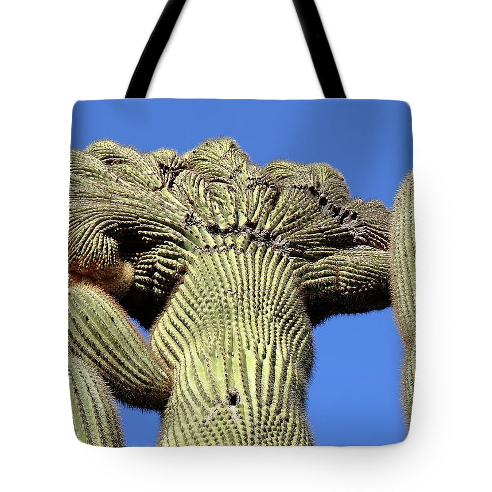 Cactus Tote Bag featuring the photograph Crested Saguaro at Organ Pipe Cactus National Monument by Steve Wolfe