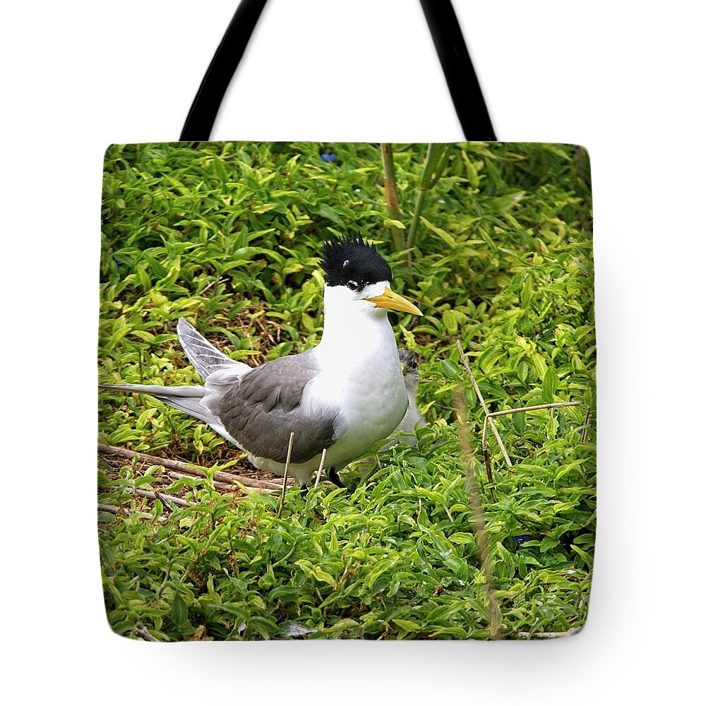 Australia Tote Bag featuring the photograph Crested Tern and Chick, Australia by Steven Ralser