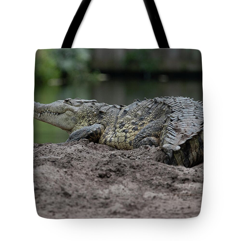 Crocodile Tote Bag featuring the photograph Crocodile by Carolyn Hutchins