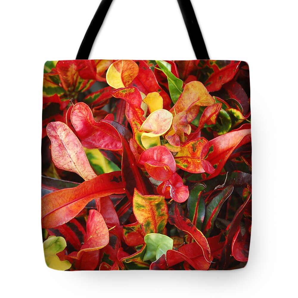 Red Tote Bag featuring the photograph Croton Mammy by Sandy Poore