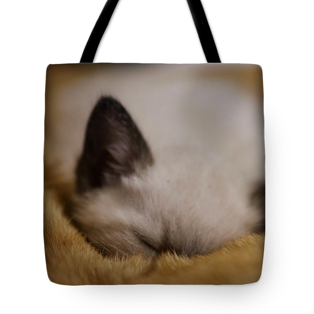 Kitten Tote Bag featuring the photograph Cuddles with uncle Sunny by DArcy Evans