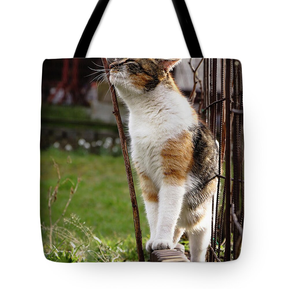 Cat Tote Bag featuring the photograph Cuddly cat scratches on a twig in the orchard. by Vaclav Sonnek
