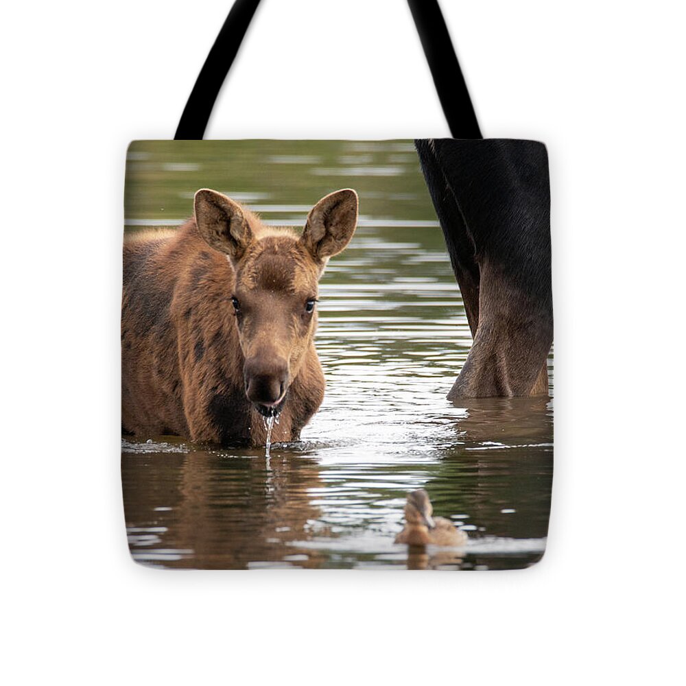Moose Tote Bag featuring the photograph Curiosity by Darlene Bushue