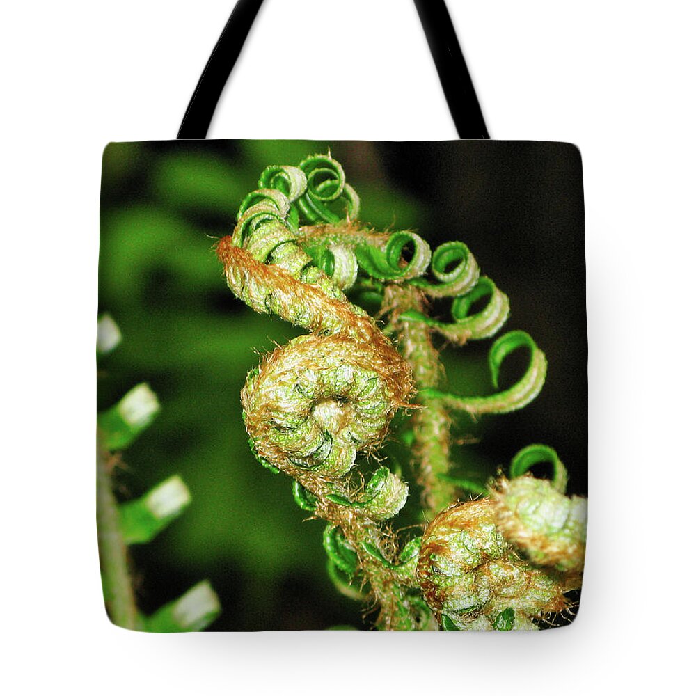 Flora Tote Bag featuring the photograph Curly fern by Segura Shaw Photography