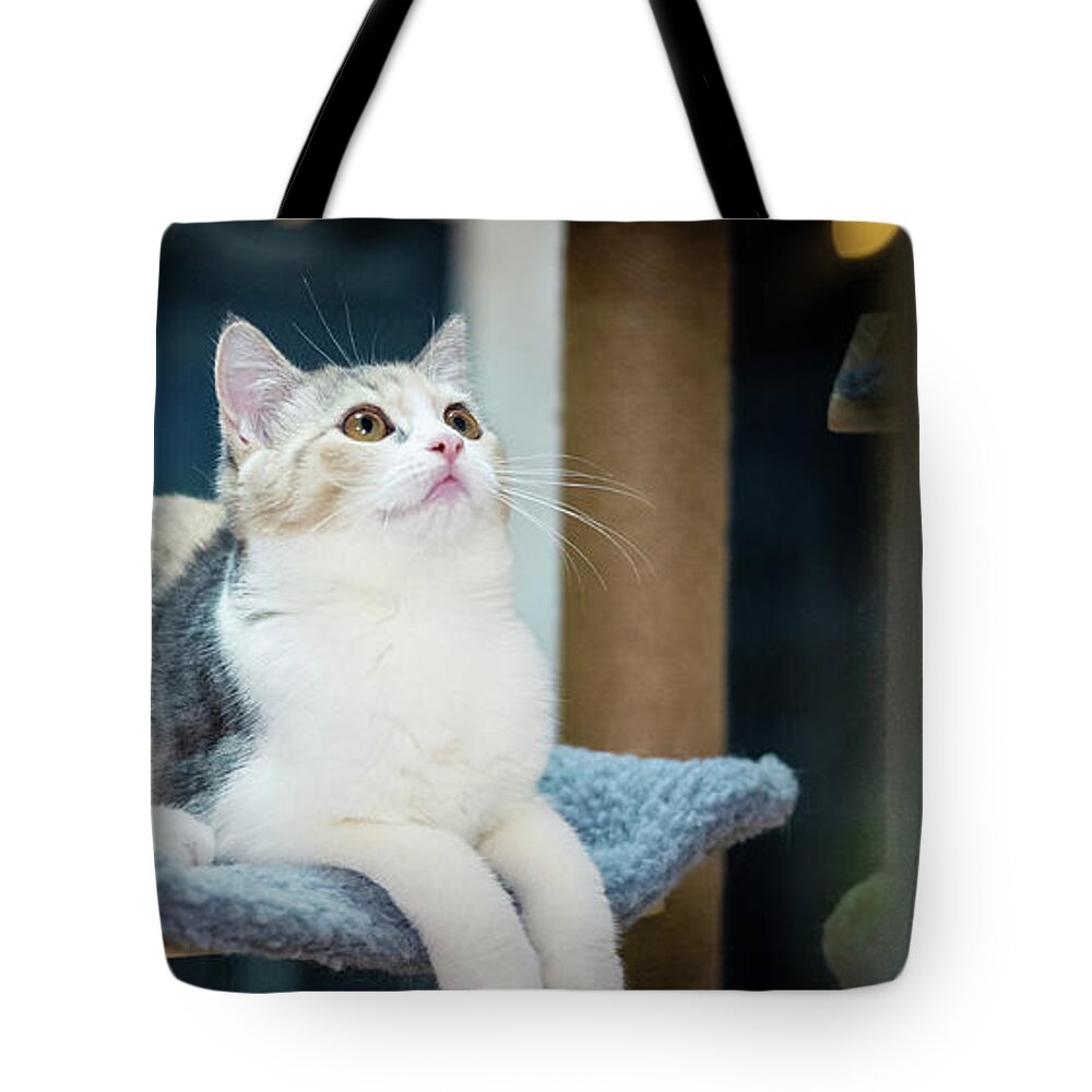 Cute Cat Tote Bag featuring the photograph Cute cat by Top Wallpapers