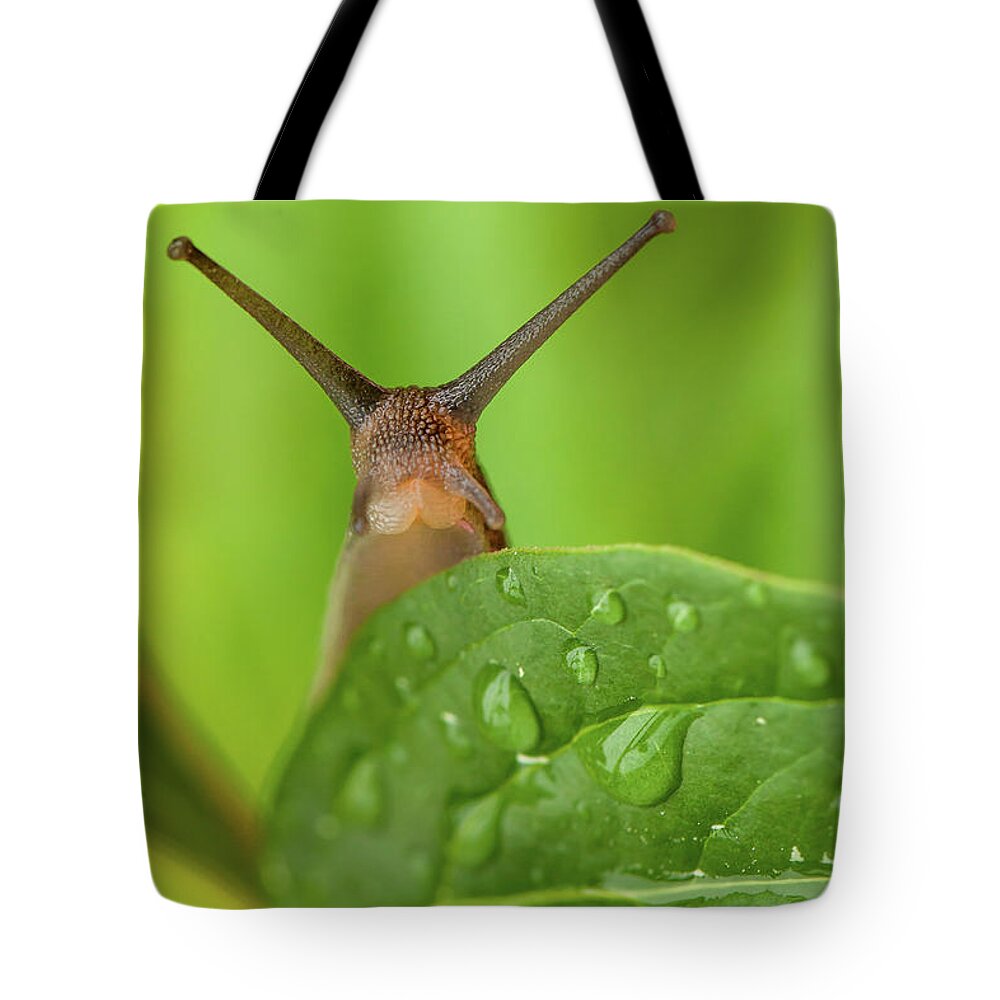 Garden Tote Bag featuring the photograph Cute garden snail long tentacles on leaf by Simon Bratt