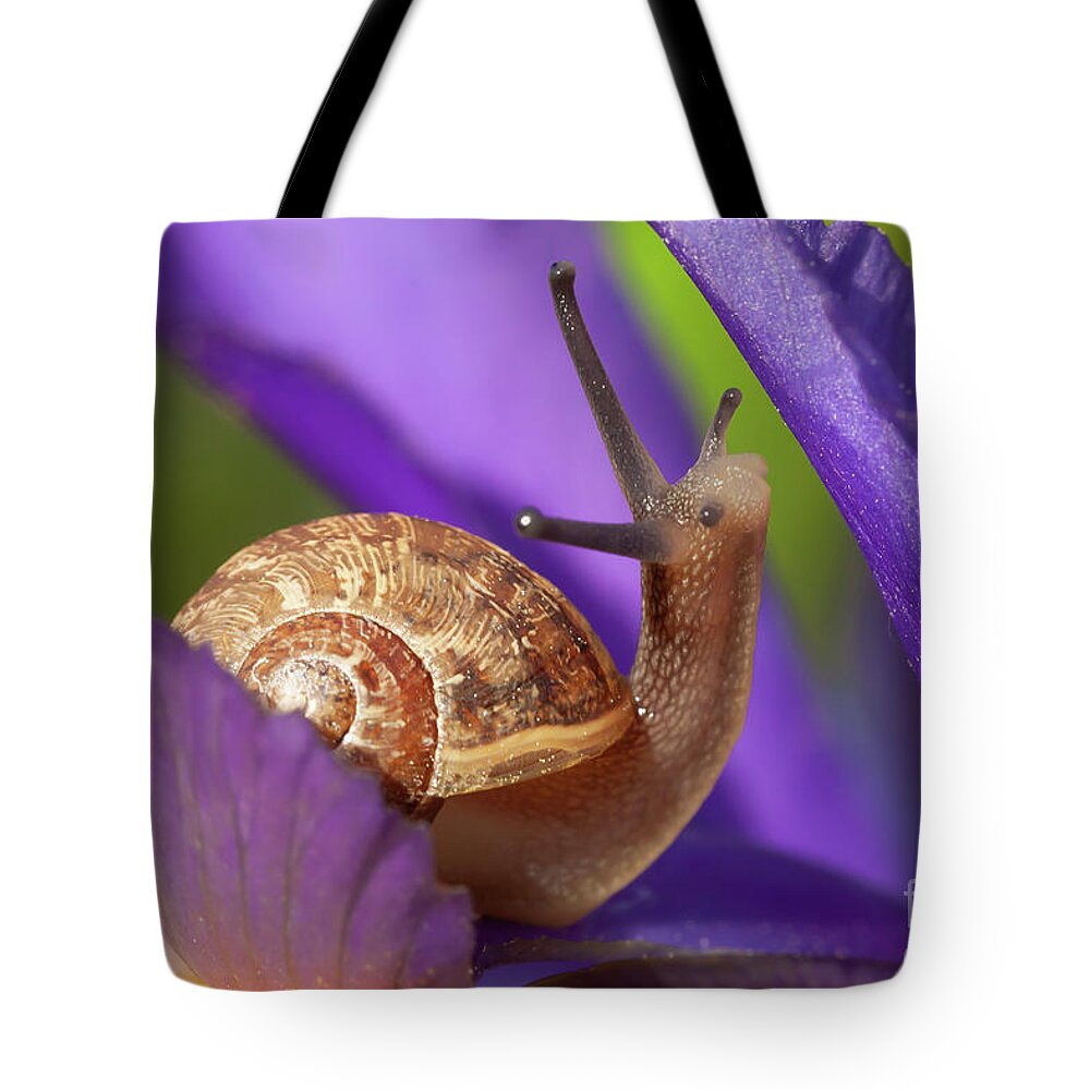 Snail Tote Bag featuring the photograph Cute garden snail on purple flower by Simon Bratt