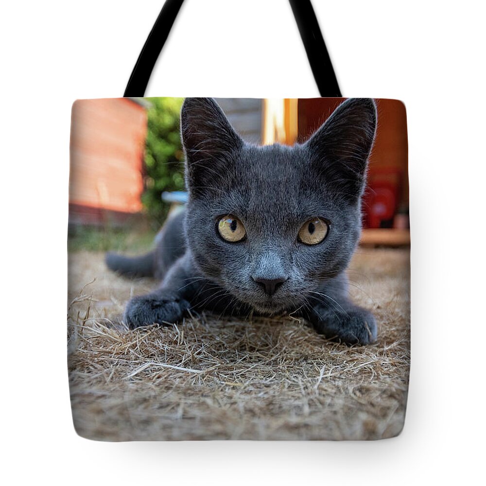 Cat Tote Bag featuring the photograph Cute kitten by Andrew Lalchan