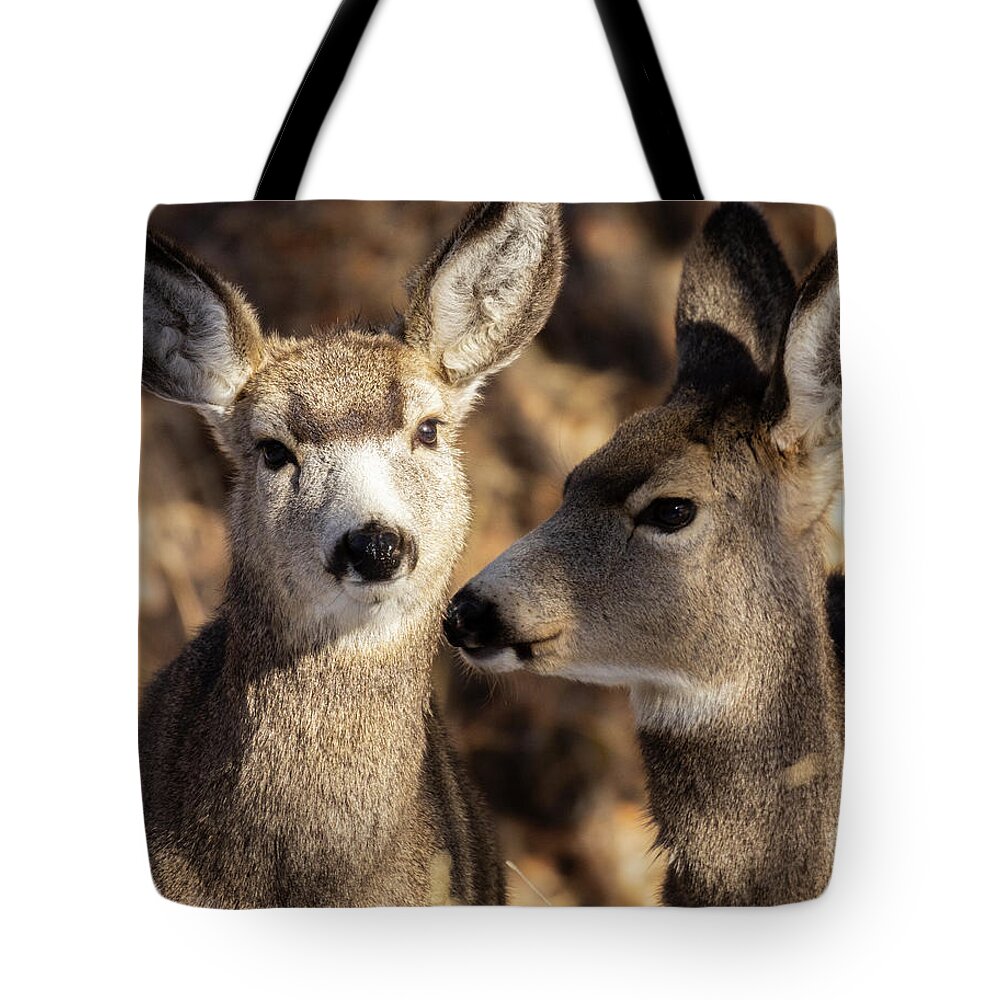 Deer Tote Bag featuring the photograph Cute Pair of Mule Deer by Steven Krull