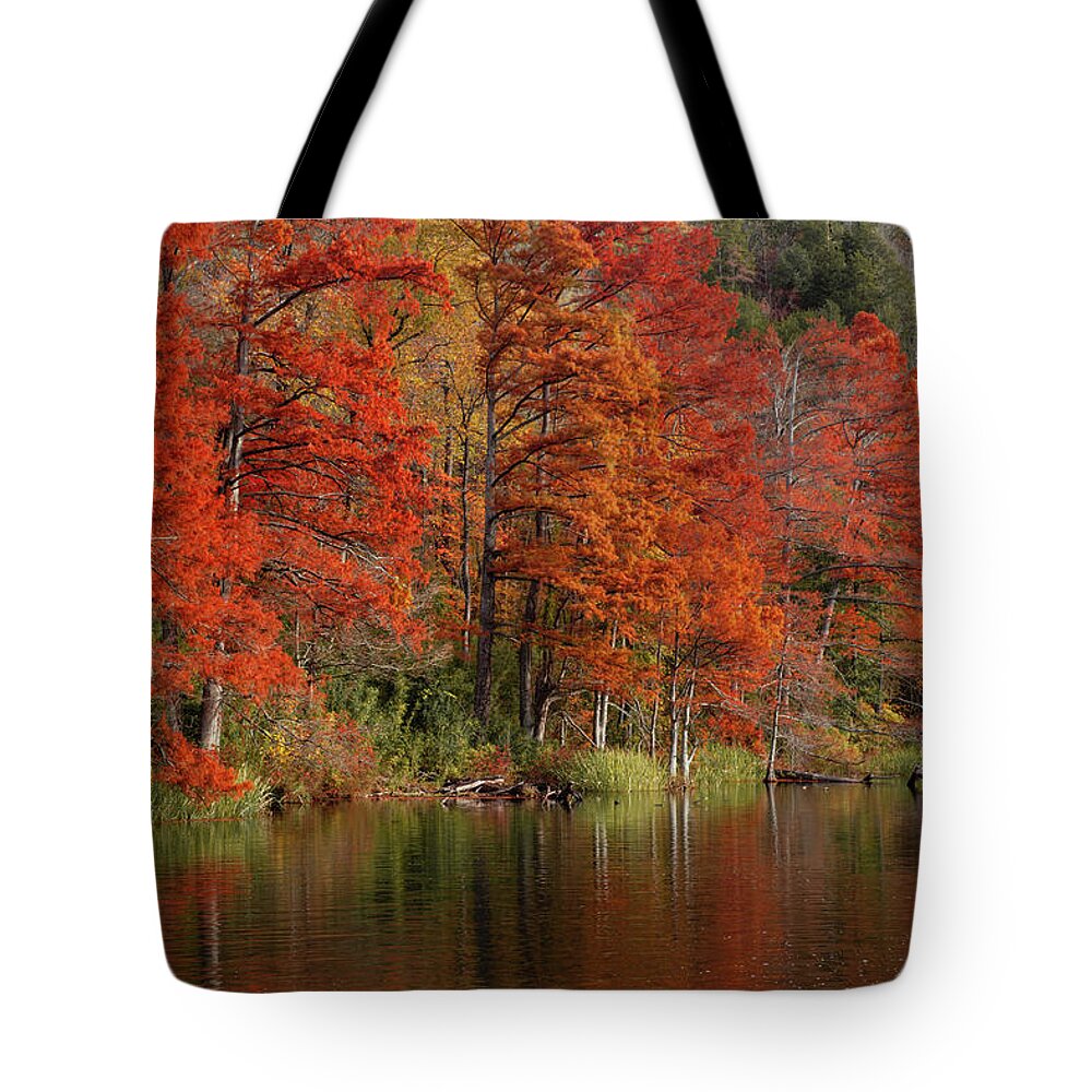 Landscape Tote Bag featuring the photograph Cypress Trees in Autumn by Iris Greenwell