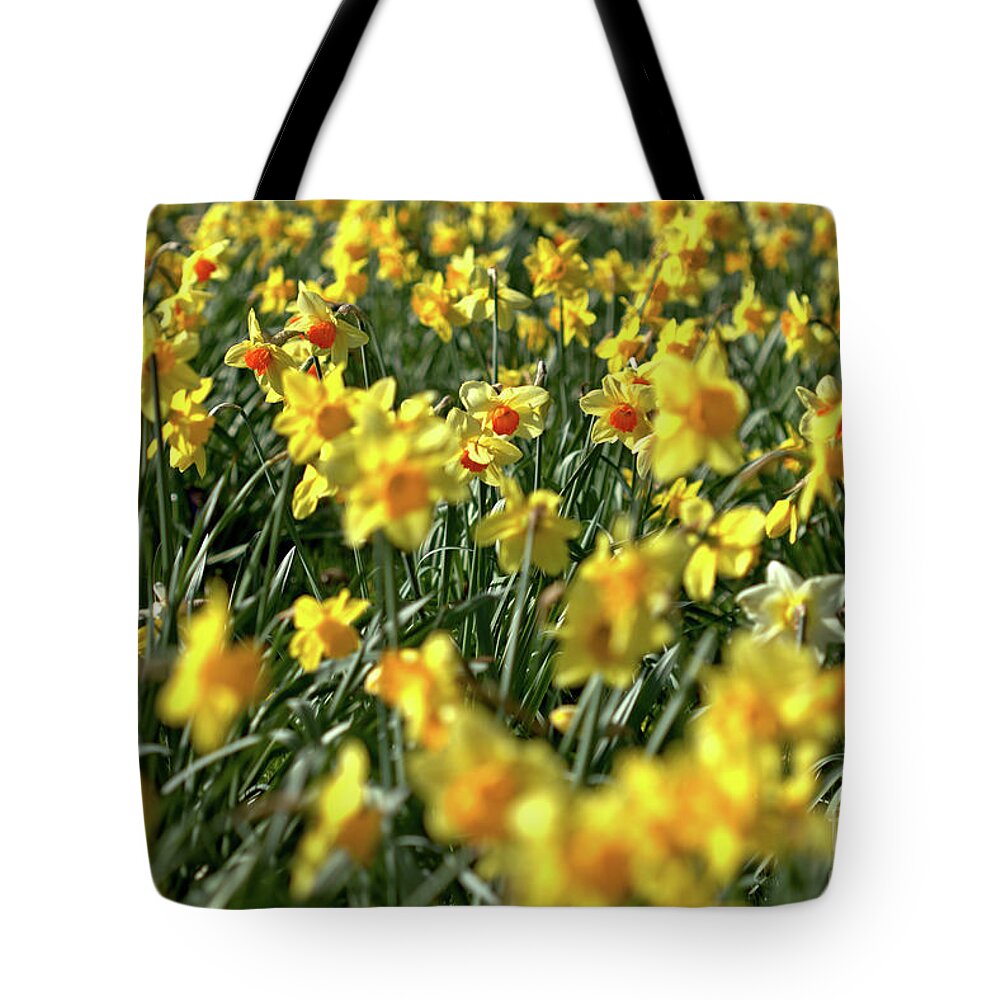 Flower Tote Bag featuring the photograph Daffodil Carpet by Stephen Melia