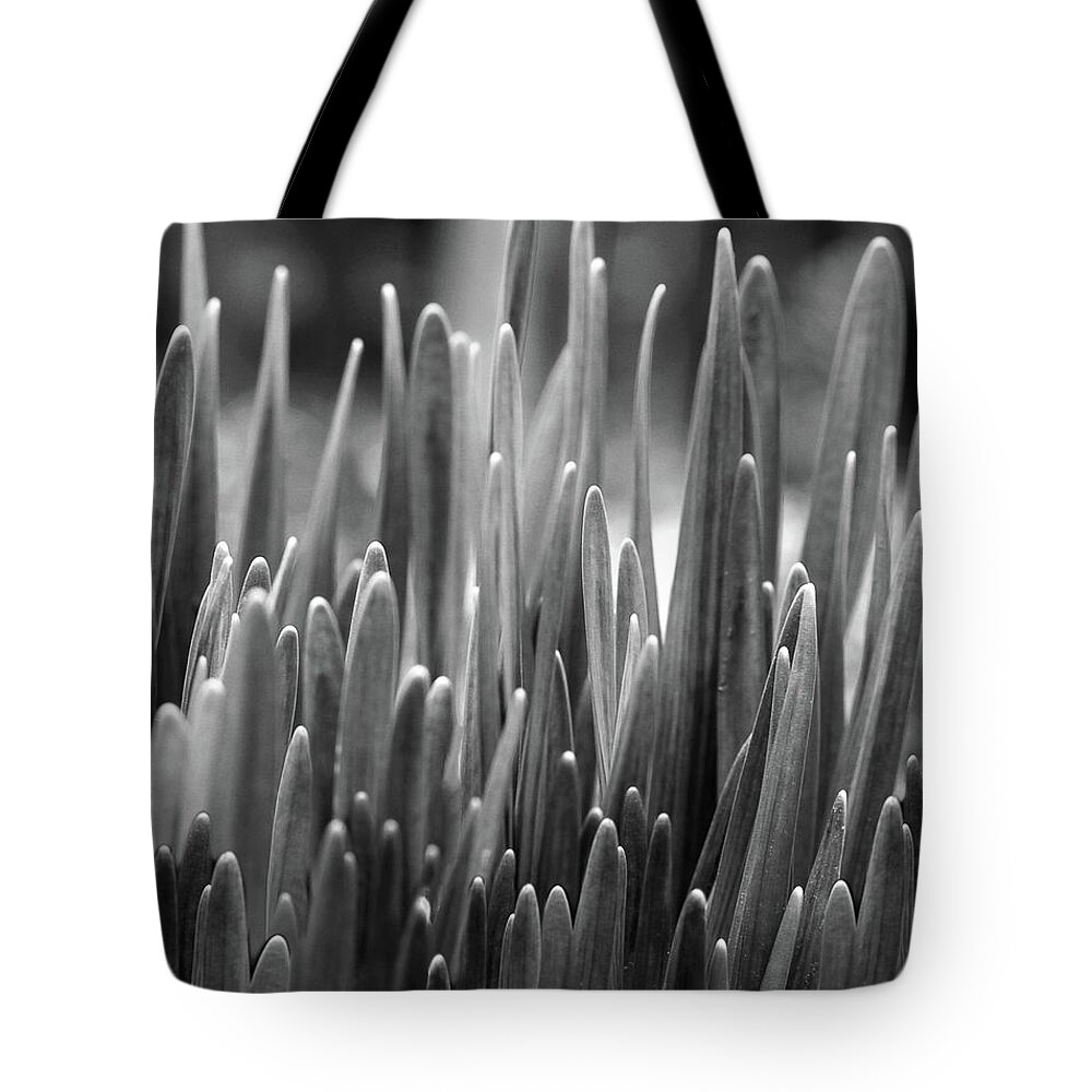 Daffodil Shoots Bw Tote Bag featuring the photograph Daffodil Shoots by Natalie Dowty
