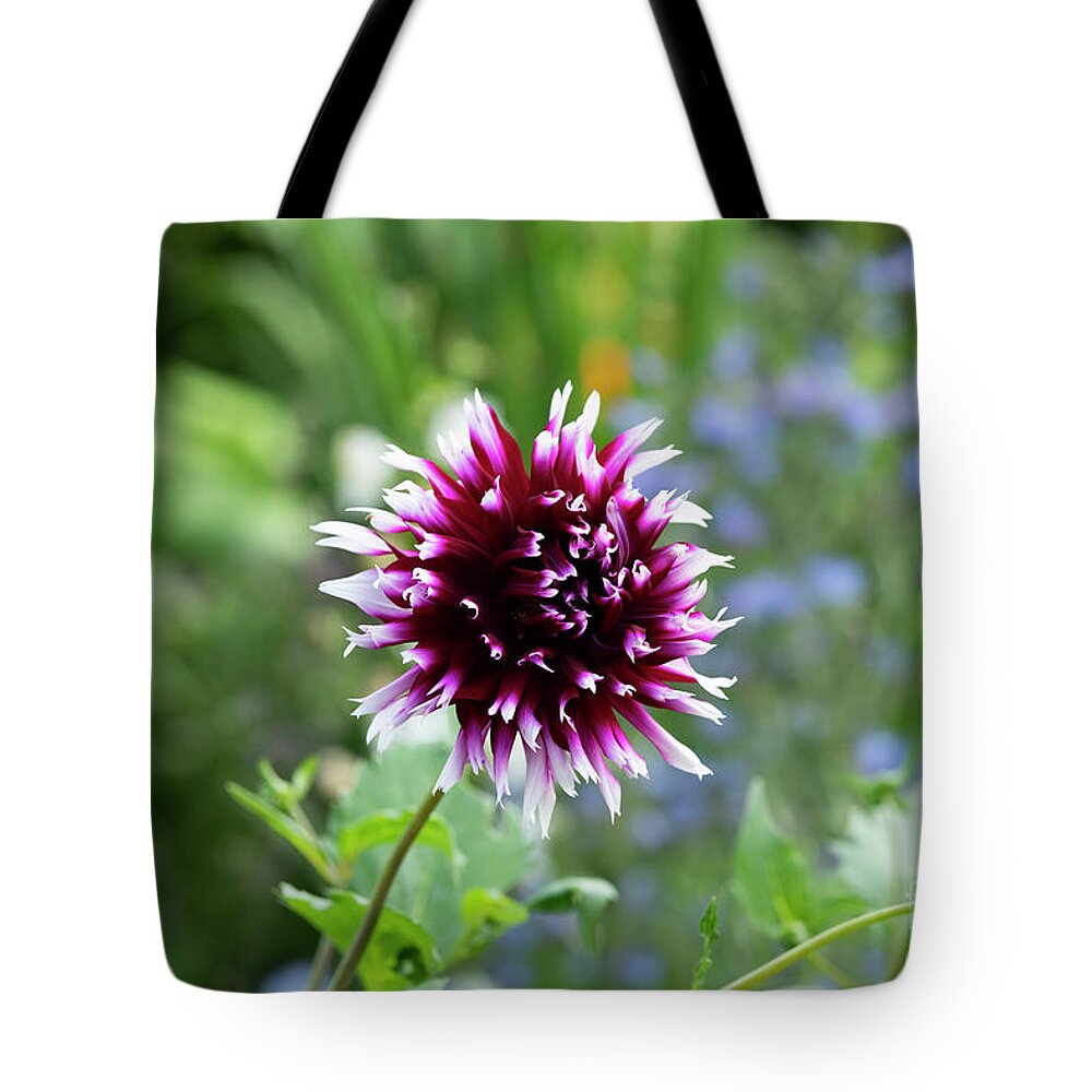 Dahlia Alauna Clair Obscur Tote Bag featuring the photograph Dahlia Alauna Clair Obscur Flower in an English Garden by Tim Gainey