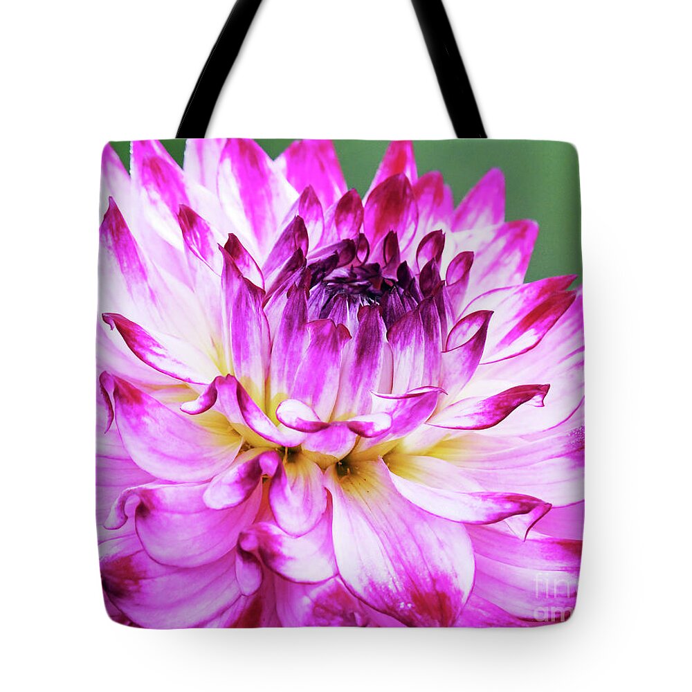 Kmaphoto Tote Bag featuring the photograph Dahlia up close by Kristine Anderson