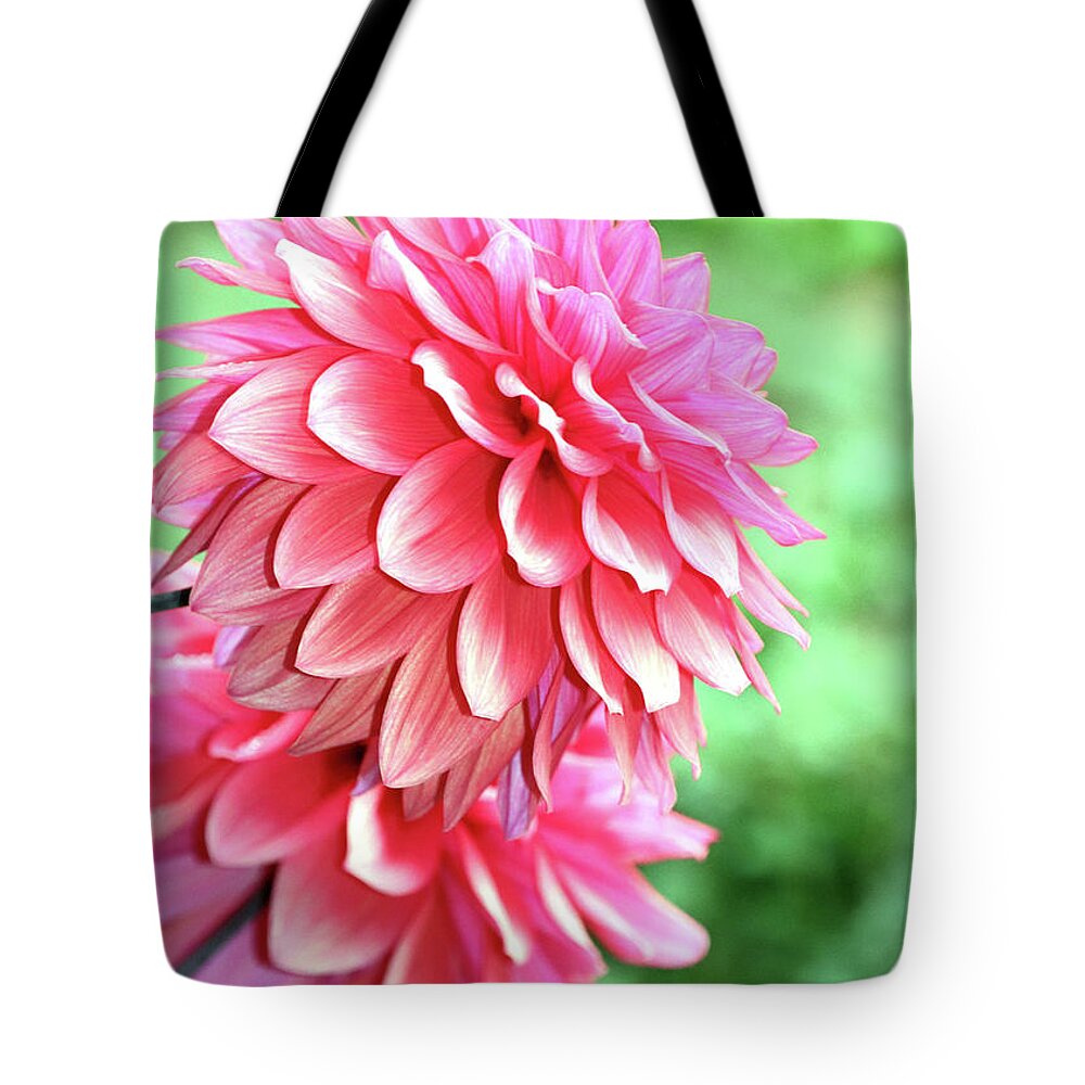 Pink Dahlias Tote Bag featuring the photograph Dahlias profile by Janice Drew