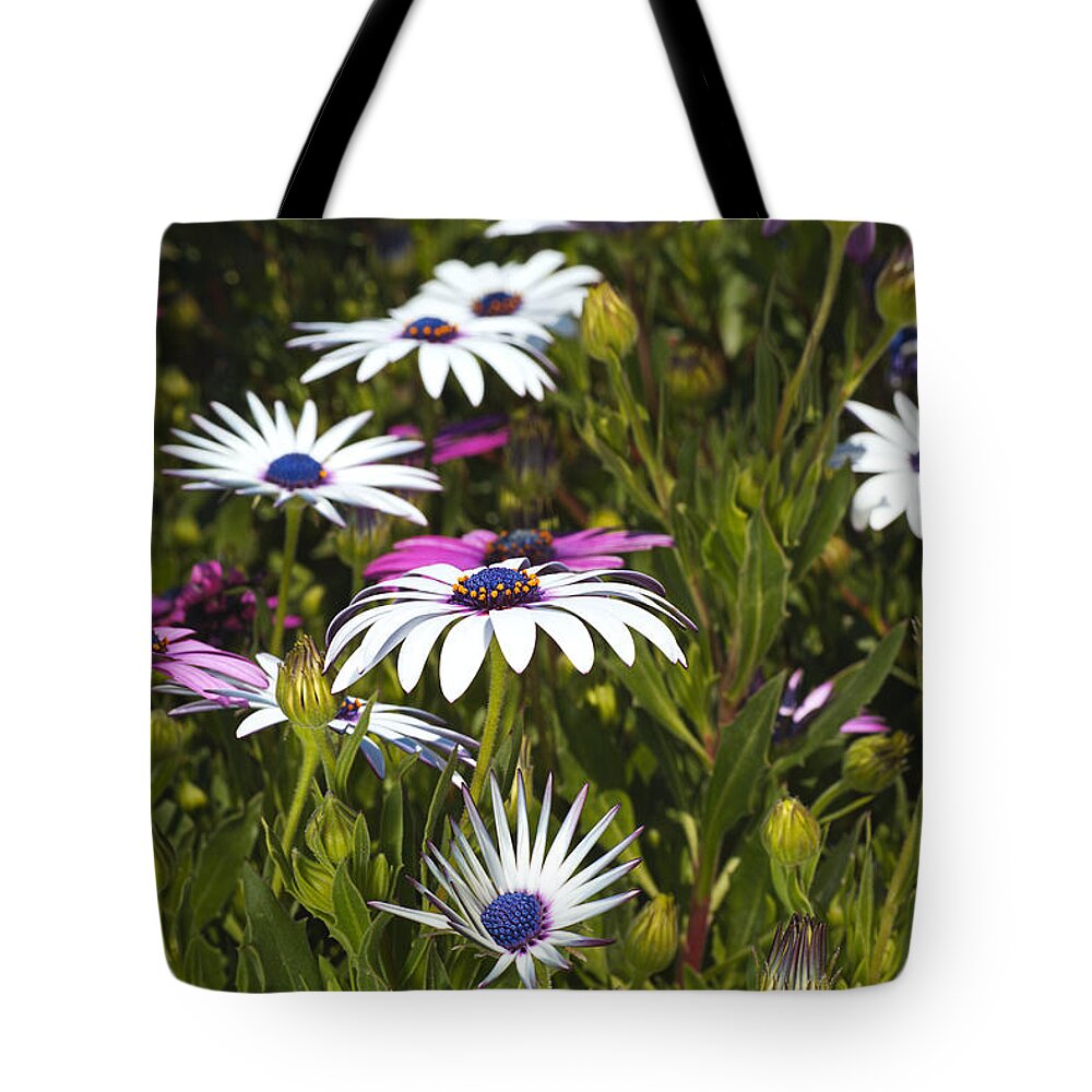 Cape Daisy Art Tote Bag featuring the photograph Daisies Are Under My Feet by Joy Watson