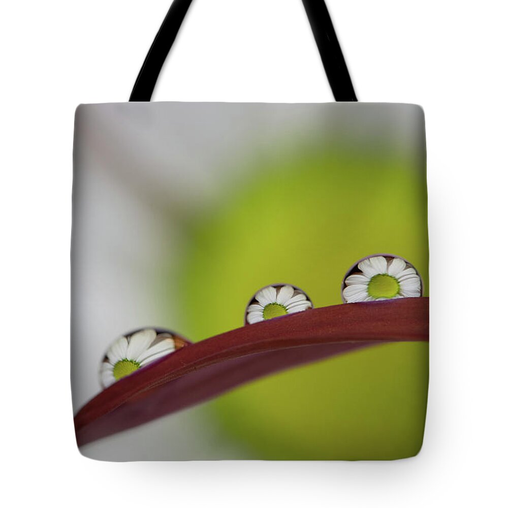 Daisy Tote Bag featuring the photograph Daisy in Water Droplets by Kevin Schwalbe