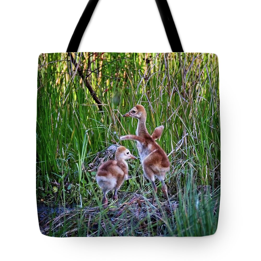 Animal Tote Bag featuring the photograph Dancing Sandhill Crane Colts by Ronald Lutz
