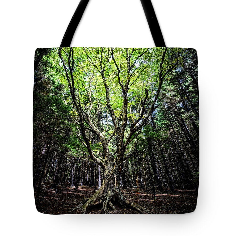 Magic Tote Bag featuring the photograph Dancing with Nature by C Renee Martin