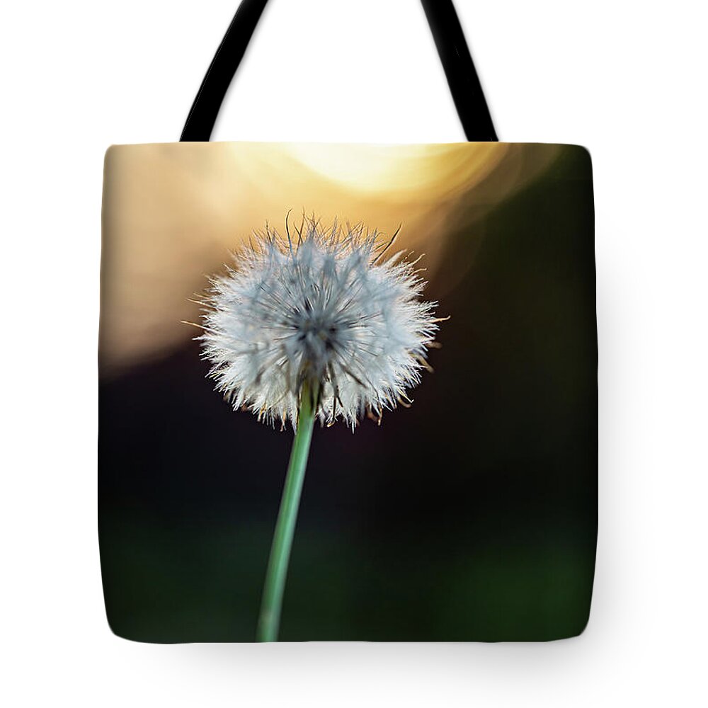 2020 Tote Bag featuring the photograph Dandelion and Sonne-2 by Charles Hite