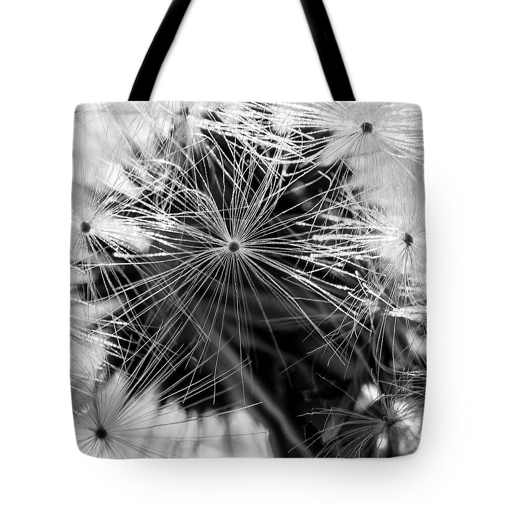 Plants Tote Bag featuring the photograph Dandelions Clock by Louis Dallara
