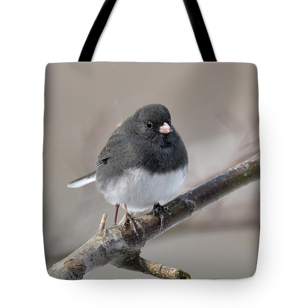 Bird Photograph Tote Bag featuring the photograph Dark-eyed Junco 2 by Ann Bridges