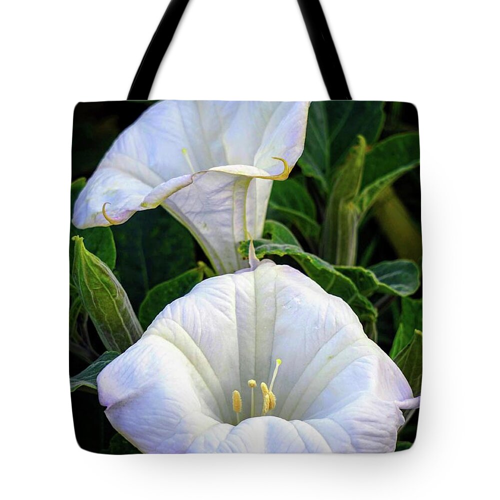 Datura Tote Bag featuring the photograph Datura by Brett Harvey