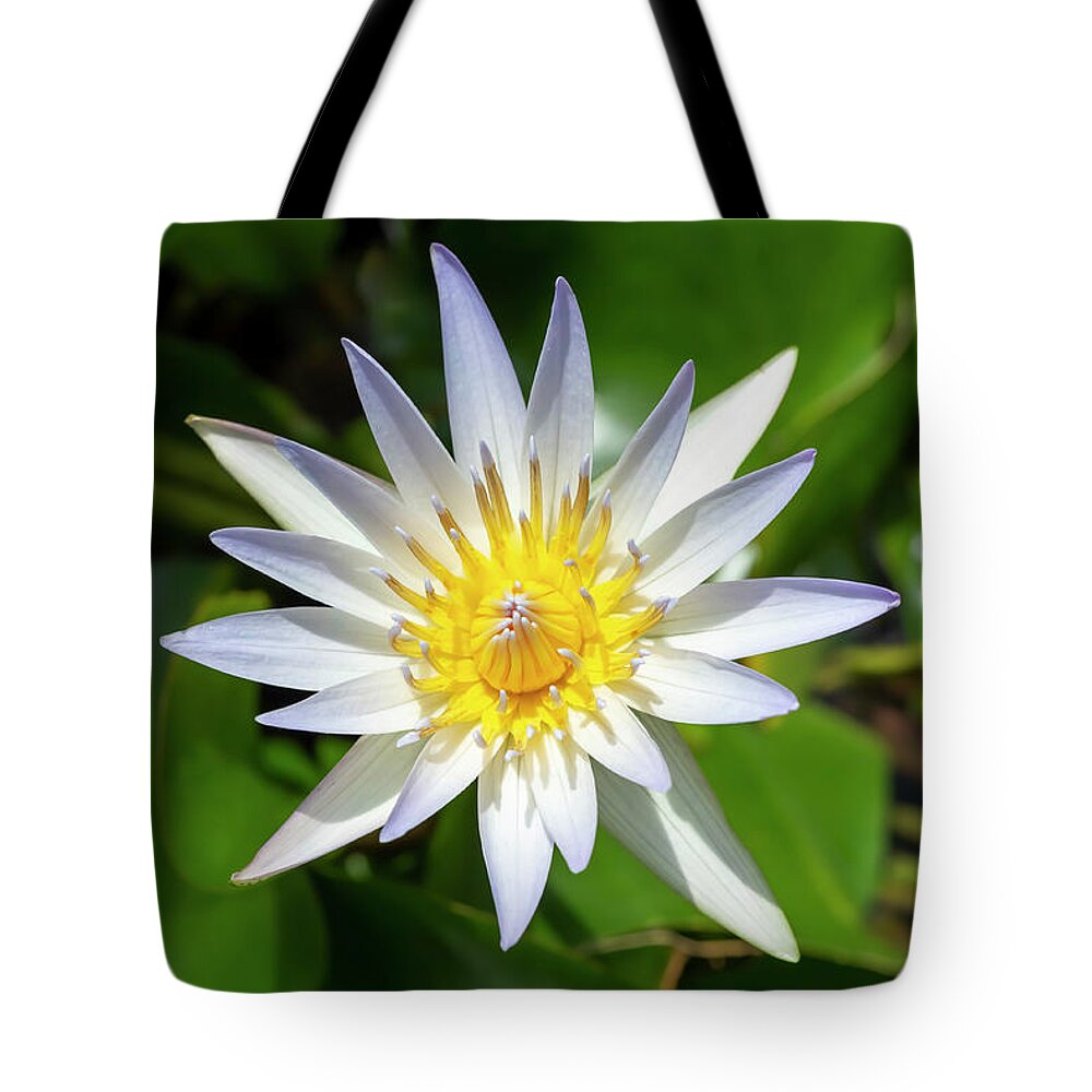 Flower Tote Bag featuring the photograph Daubeny's Water Lily by Dawn Cavalieri