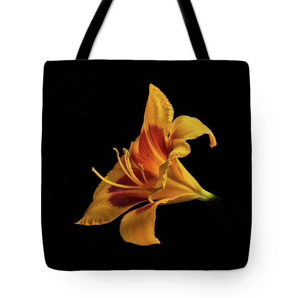 Hemerocallis Fulva Tote Bag featuring the photograph Daylily at Night by Kevin Suttlehan
