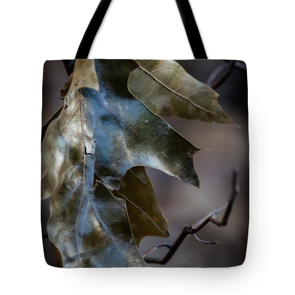 Tree Tote Bag featuring the photograph Leaf Lustre by Linda Bonaccorsi