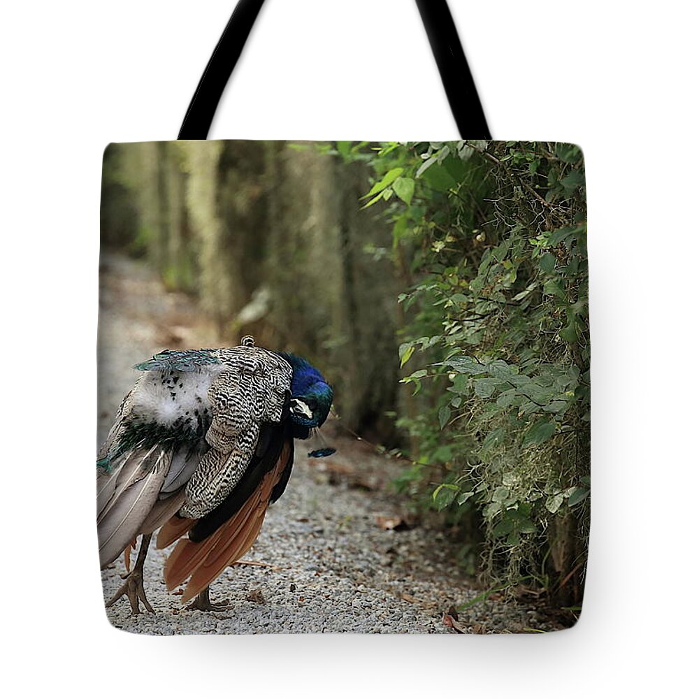 Peafowl Tote Bag featuring the photograph Deep Preening by Mingming Jiang