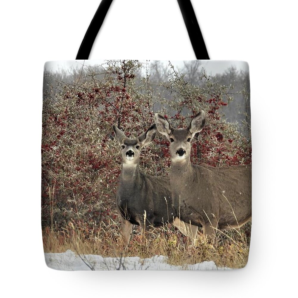 Mule Deer Tote Bag featuring the photograph Deer in the Buffalo Berries by Amanda R Wright