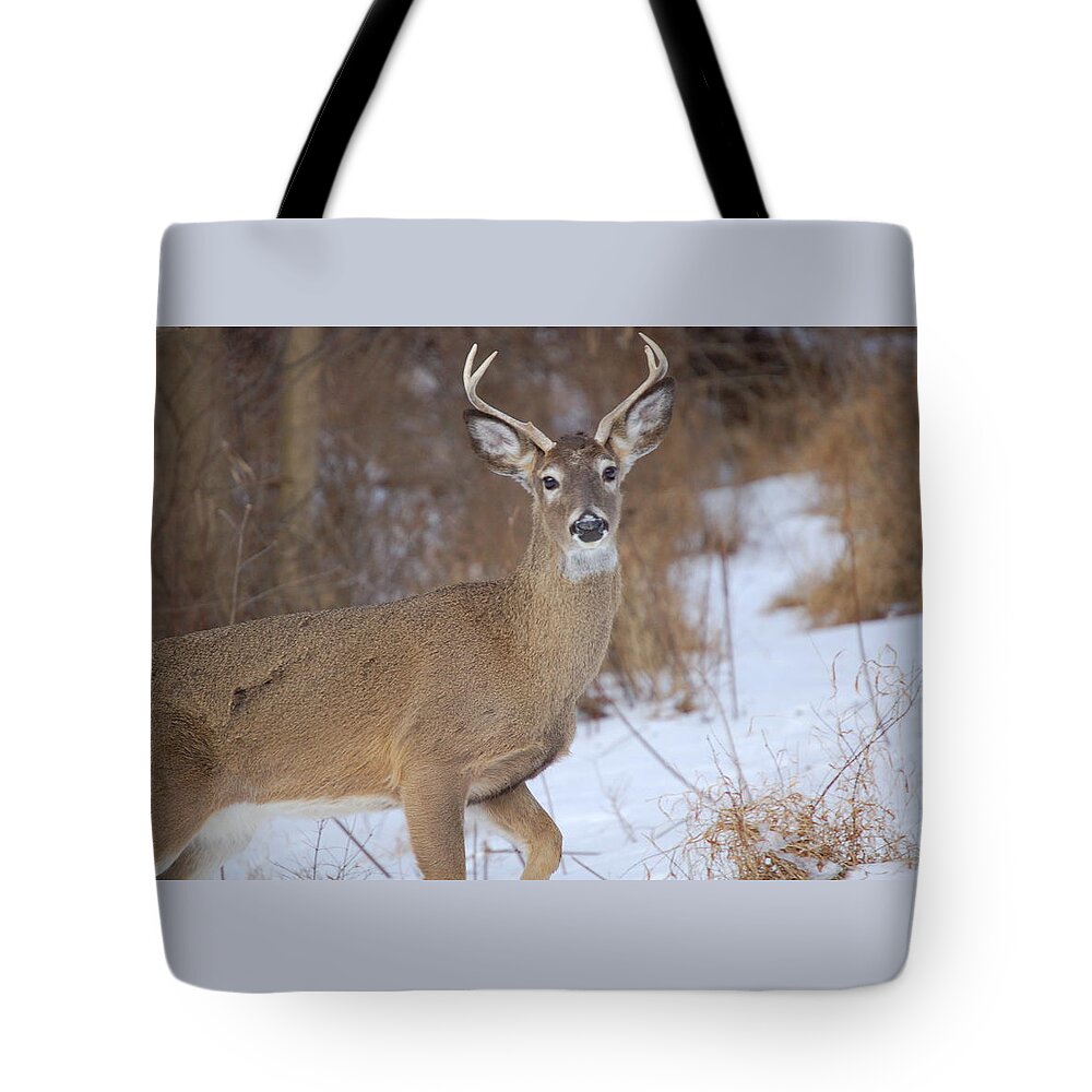 Deer Tote Bag featuring the photograph Deer in Winter by Nancy Ayanna Wyatt