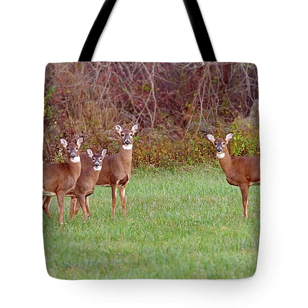 White-tailed Deer Tote Bag featuring the photograph Deers Near Forest-edge by Lyuba Filatova