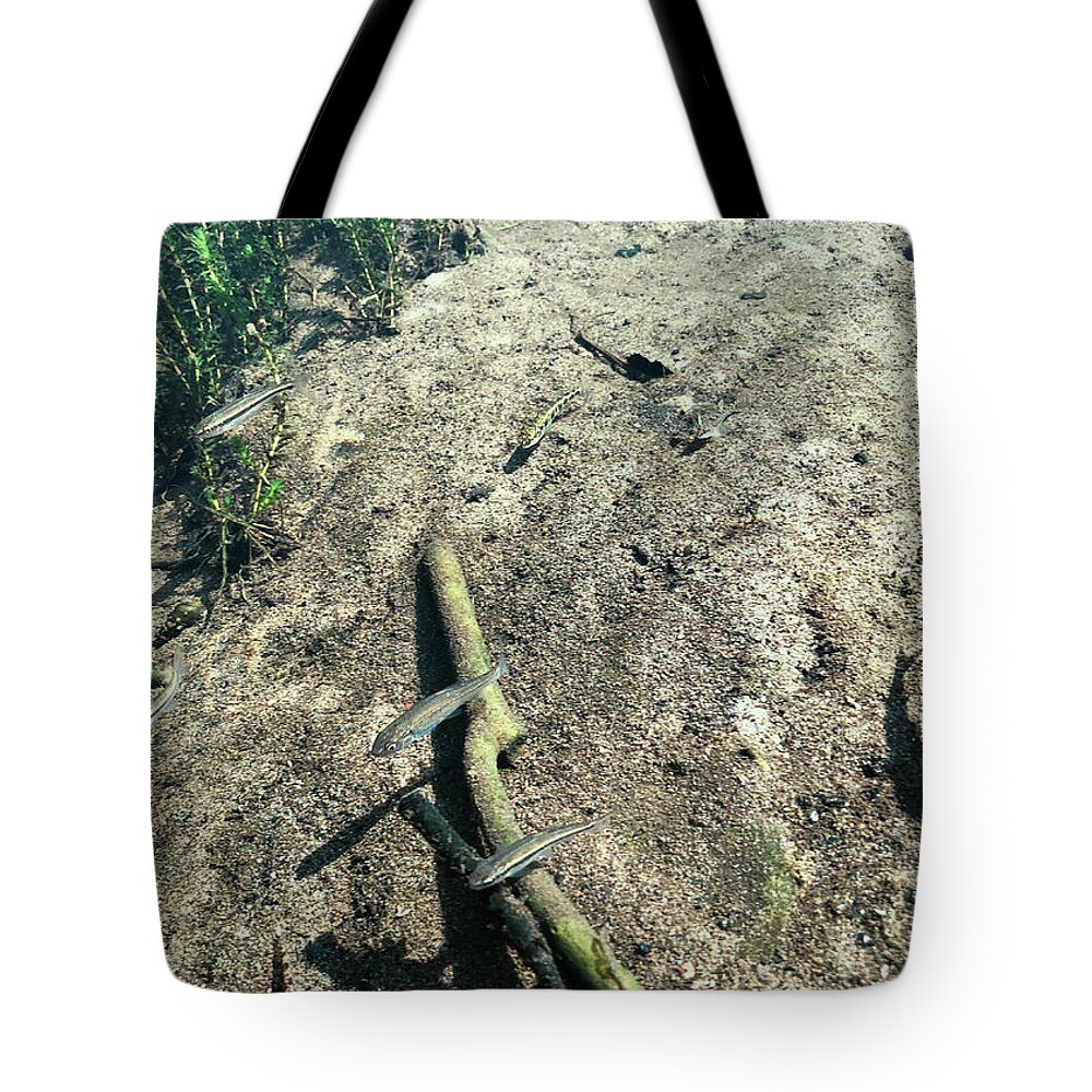 Animal Tote Bag featuring the photograph Delaware River Underwater Scene Fish by Amelia Pearn