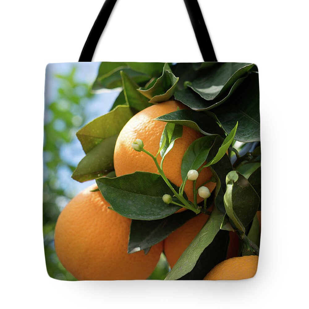 Orange Blossom Tote Bag featuring the photograph Delicious oranges and white buds, orange blossom in Spain by Adriana Mueller