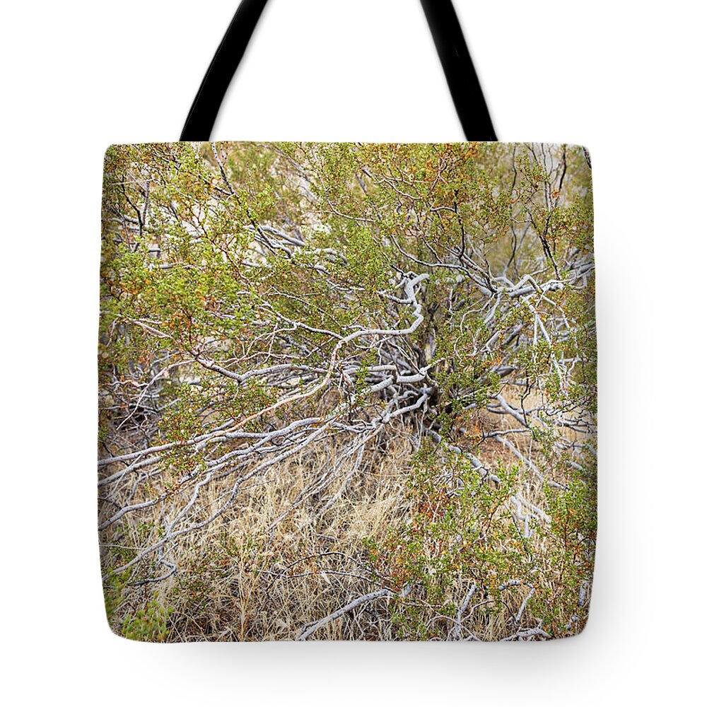Grass Tote Bag featuring the photograph Desert Plant by Amelia Pearn