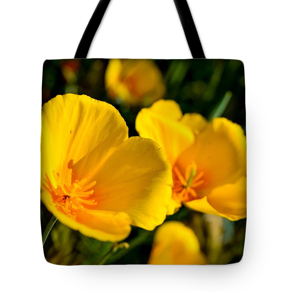 Wildflowers Tote Bag featuring the photograph Desert Poppies in Bloom by Bonny Puckett