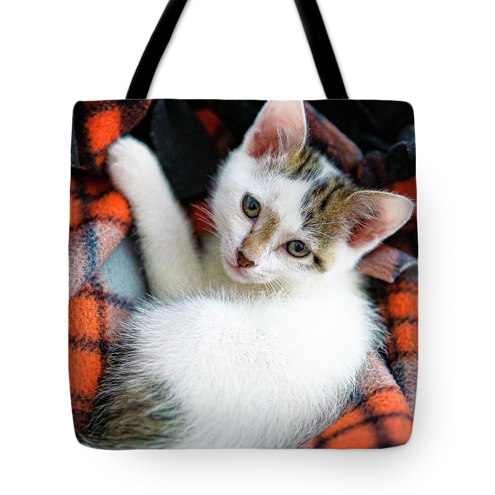 Dexter Kitten White Red Plaid Adorable Blanket Relaxed Cute Tote Bag featuring the photograph Dexter - Our New Adorable Kitten by David Morehead