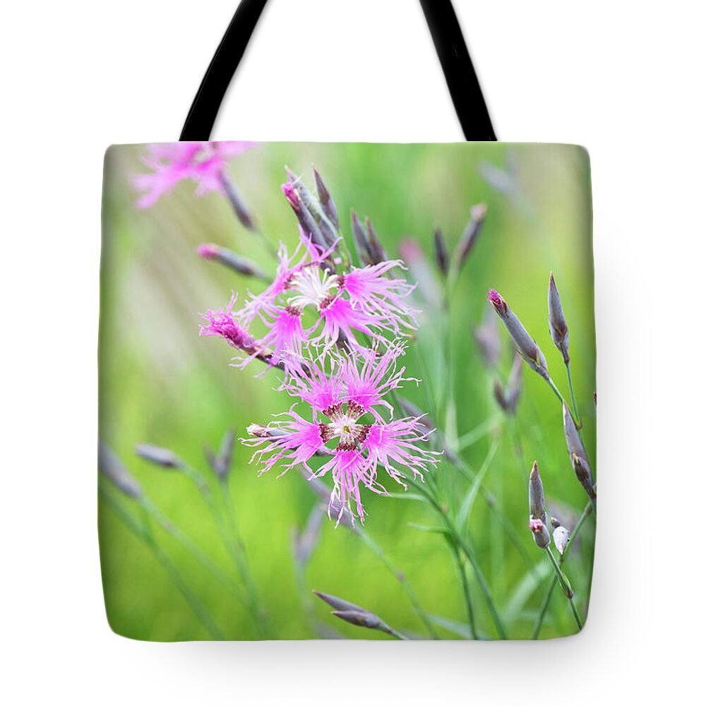 Dianthus Plumarius Rainbow Loveliness Tote Bag featuring the photograph Dianthus Rainbow Loveliness Flowers by Tim Gainey